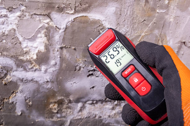 Mold Removal Process in East Brewton, AL