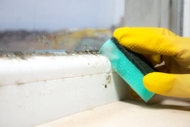 Attic Mold Removal in East Brewton, AL