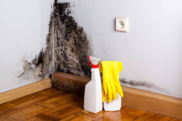 Best Mold Cleaning Services  in East Brewton, AL