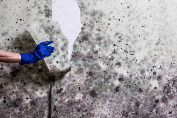 Certified Mold Removal in East Brewton, AL