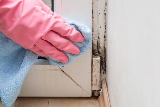 Best Toxic Mold Removal  in East Brewton, AL