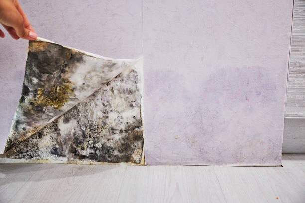 Best Local Mold Removal Service  in East Brewton, AL